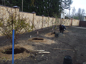 Рядовая посадка плодовых деревьев.
В посадочные ямы добавляем специально
приготовленный почвогрунт, ставим
растения с земляными комами, удобряем.